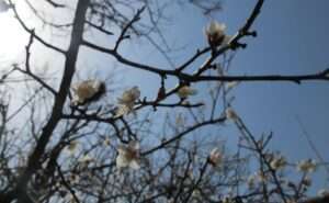 Read more about the article 저희 마을 매화도 폈습니다.