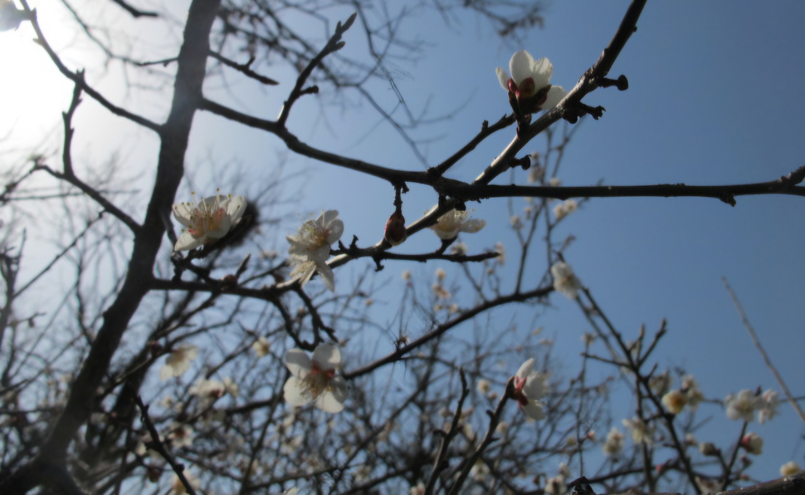 Read more about the article 저희 마을 매화도 폈습니다.