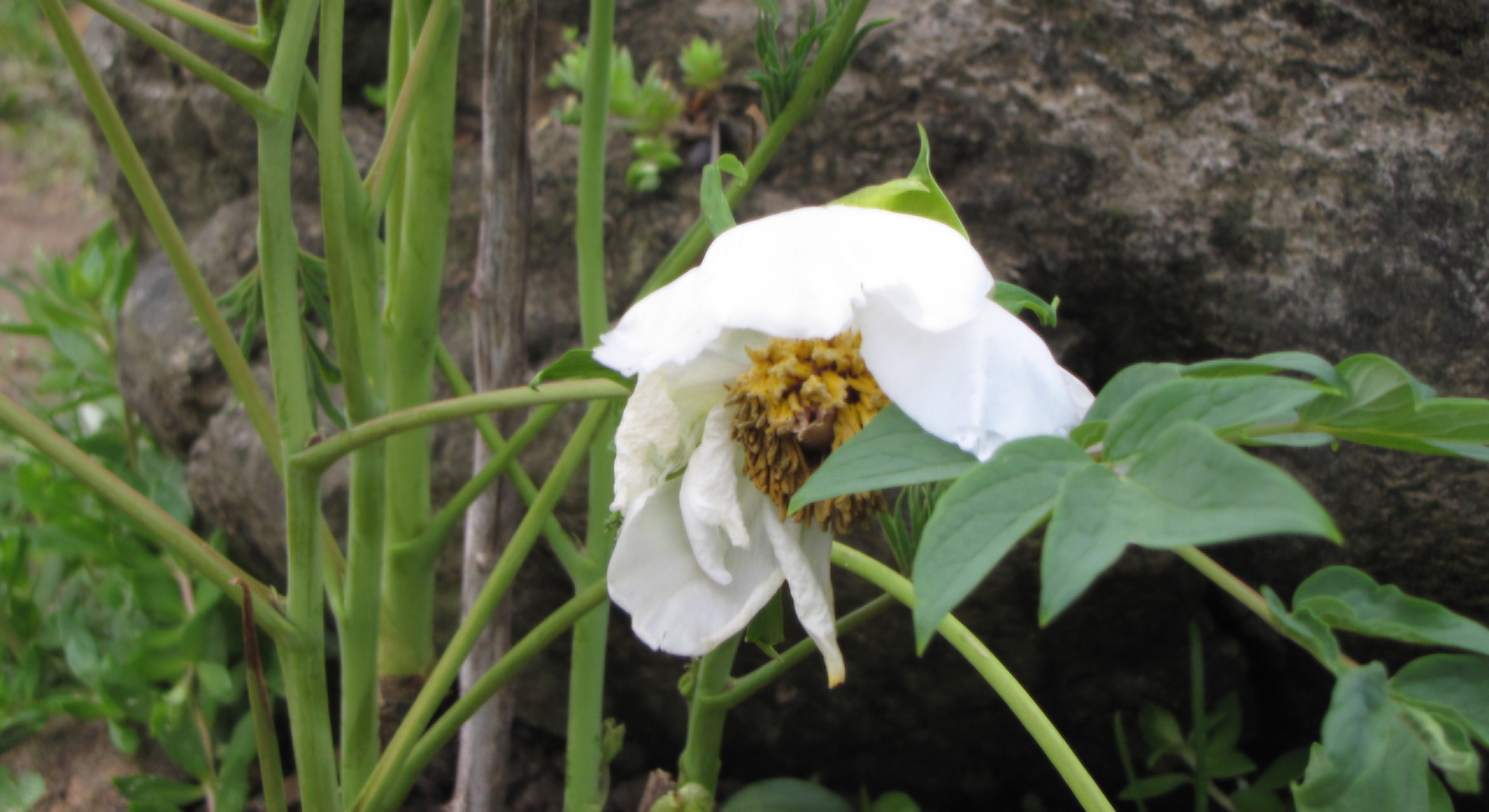 Read more about the article 백모란 향기, 뜰에 가득합니다