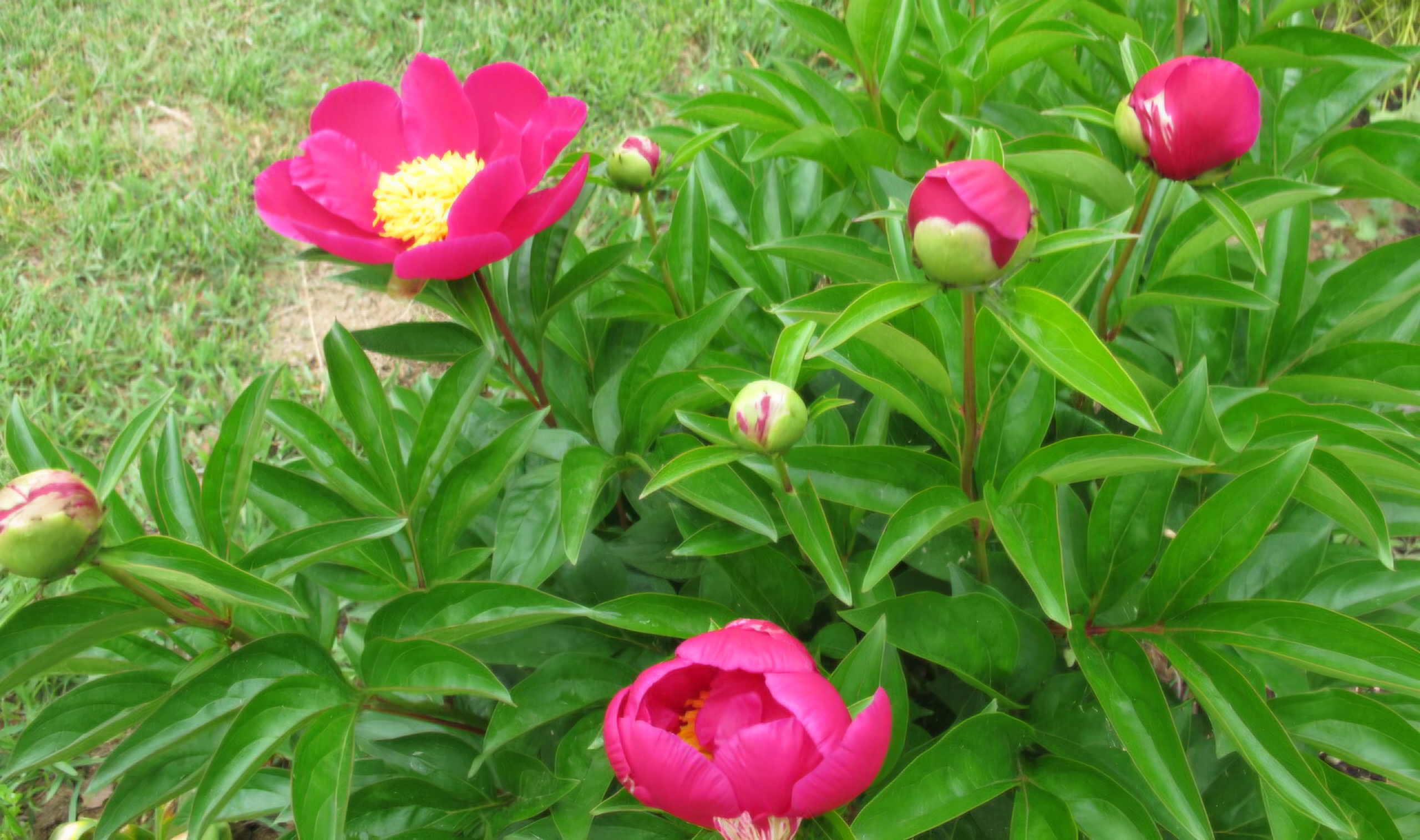 Read more about the article 모란 지고, 작약 계절입니다.