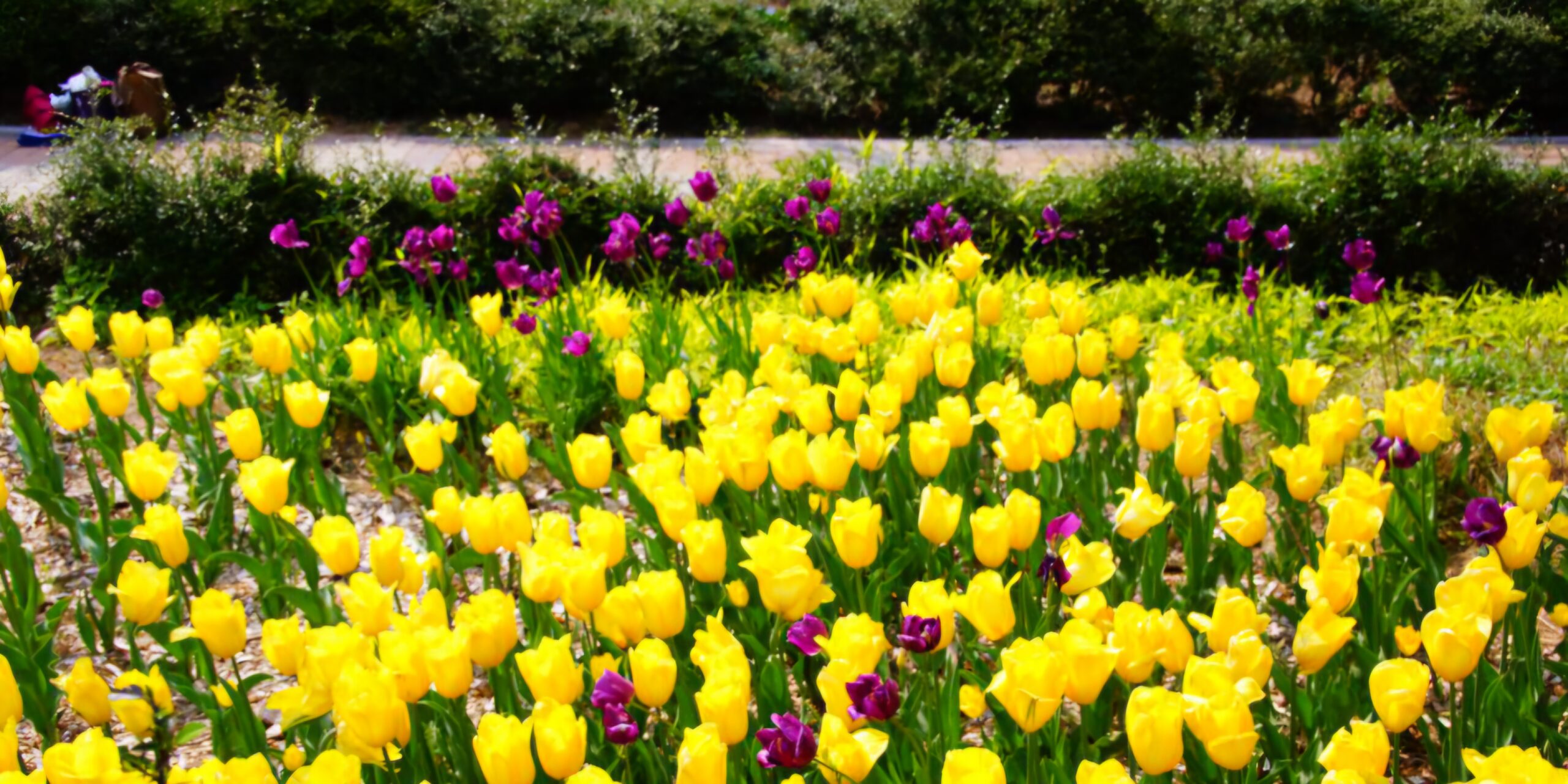 Read more about the article ‘꽃!  꽃!  꽃!’, 함성이 저절로 터집니다