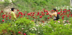 Read more about the article 장미밭,가족사진들 찍습니다