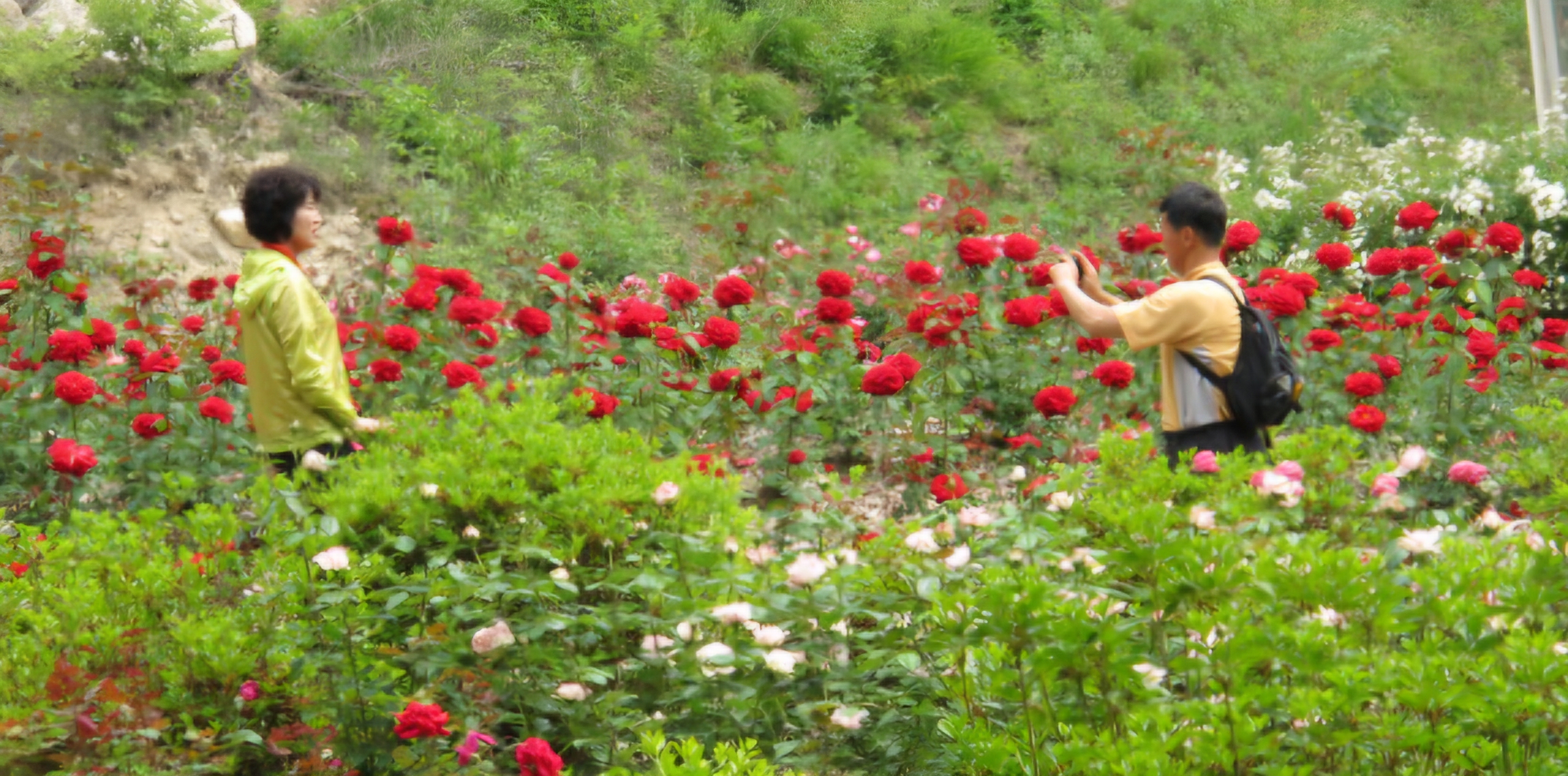 Read more about the article 장미밭,가족사진들 찍습니다