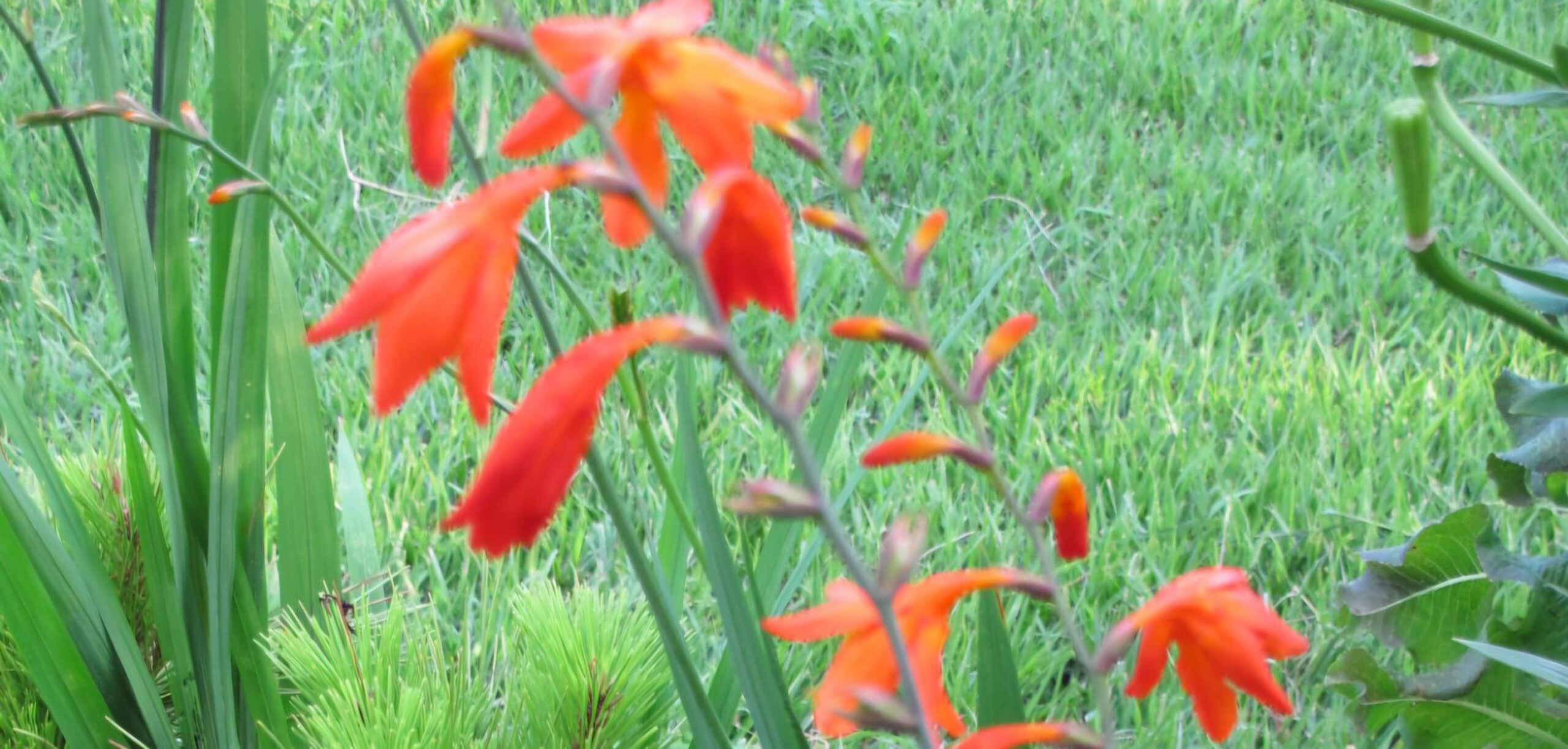 Read more about the article 범부채, 호사스럽습니다.