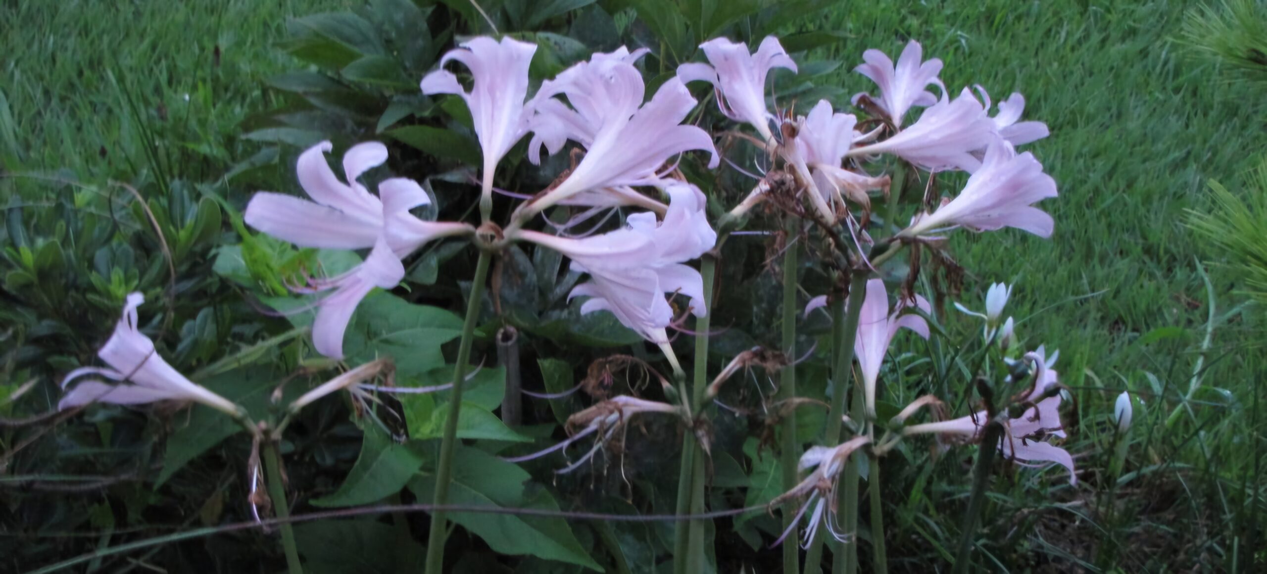 Read more about the article 장마철이면 상사화가 핍니다.