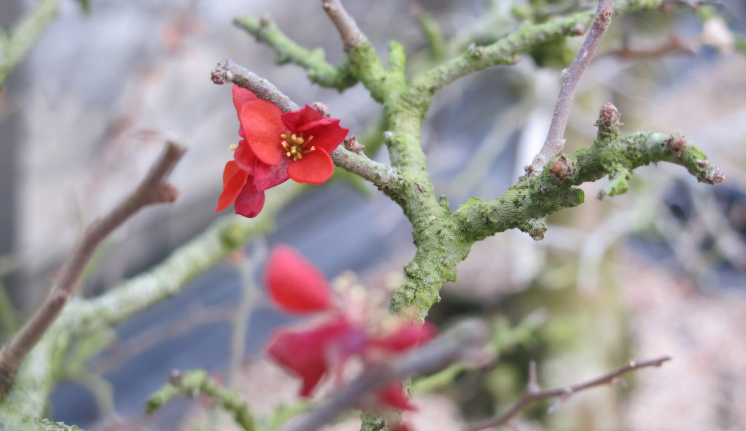 Read more about the article 새해 복 많이 받으십시오.