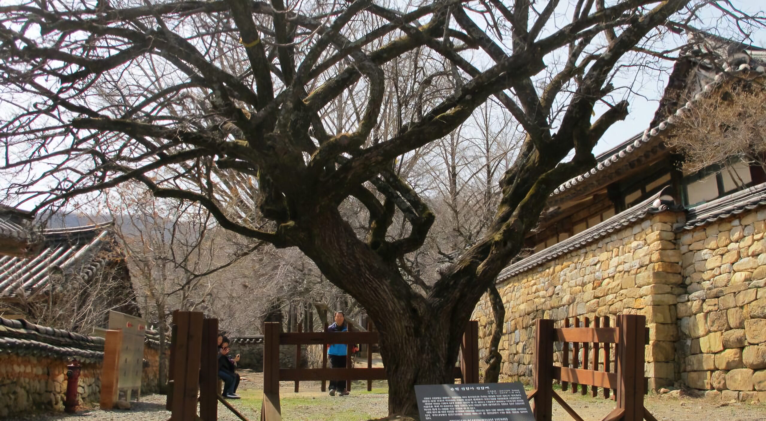 Read more about the article 순천 선암사; ‘선암매’는 언제 핍니까?