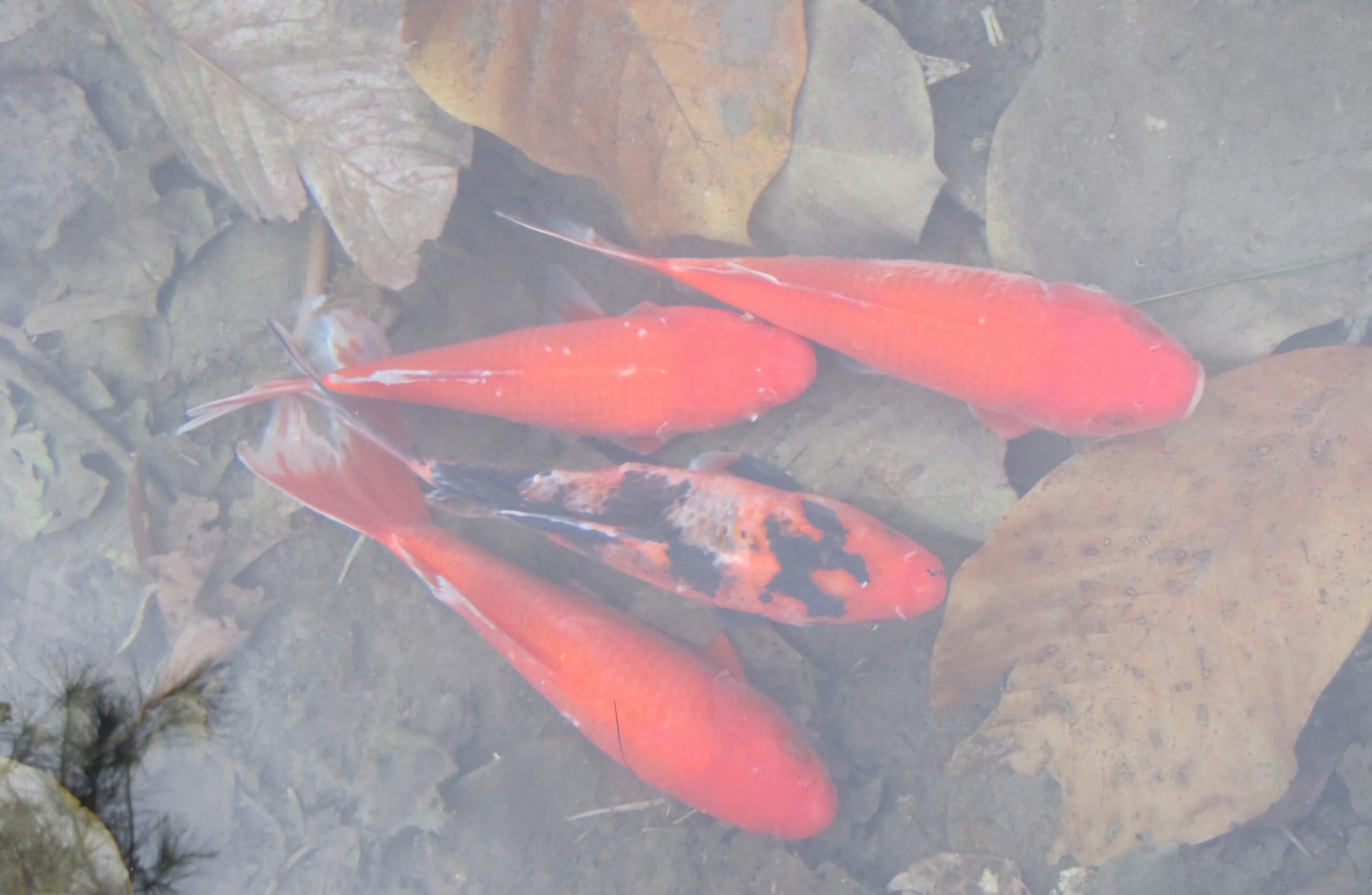 Read more about the article 생명체, 혹한에 얼마나 견딜수 있나?