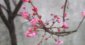 Read more about the article 꽃향기 보존, 신비합니다.