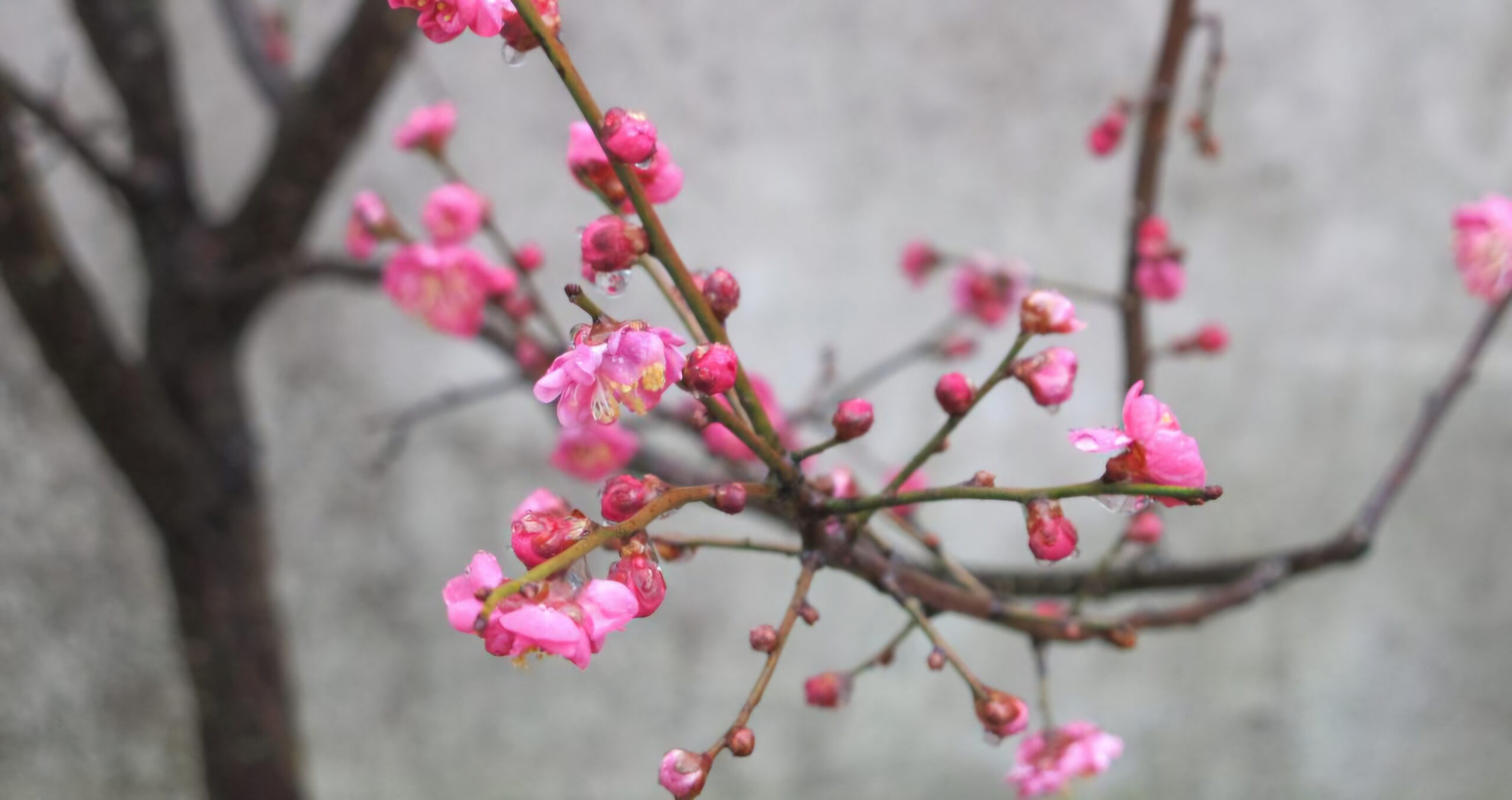 Read more about the article 꽃향기 보존, 신비합니다.