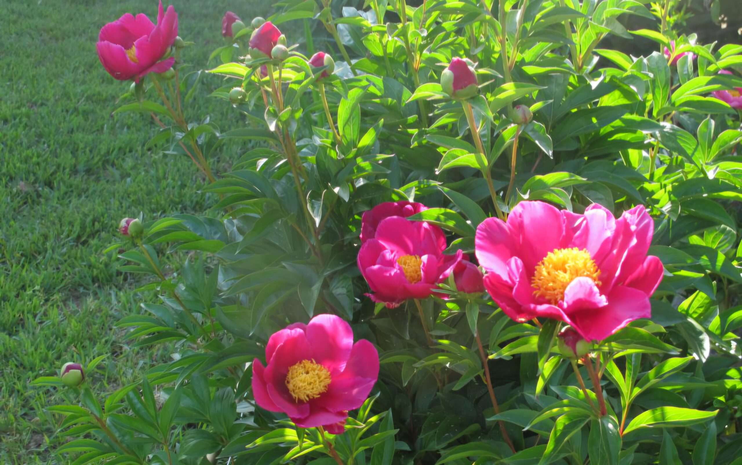 Read more about the article 작약(芍葯)꽃 계절입니다.