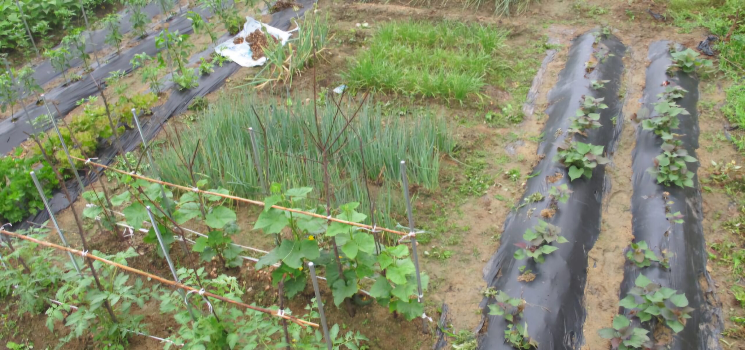 Read more about the article 초여름, 채마밭 입니다