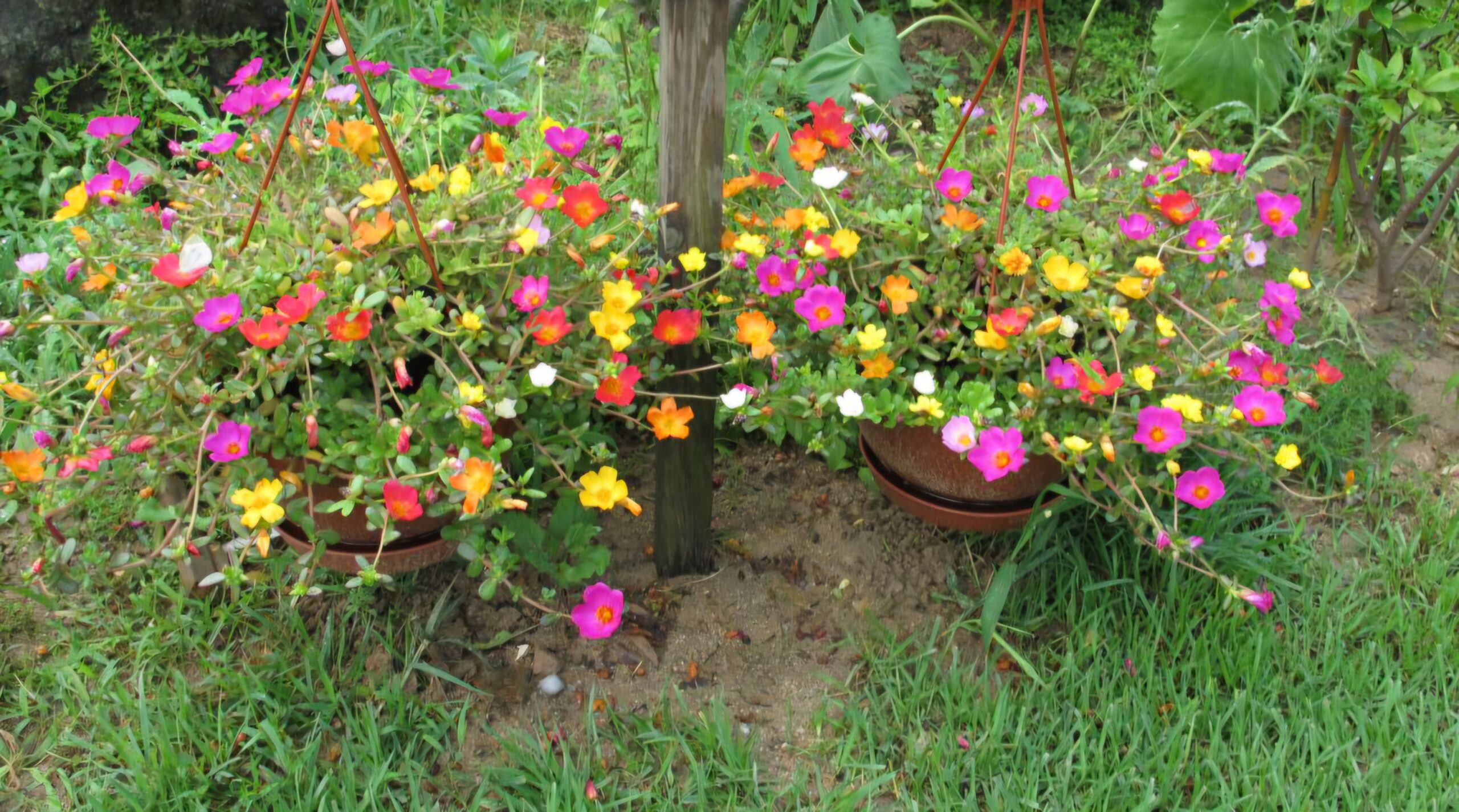 Read more about the article 채송화도 퓨전이 있습니다.