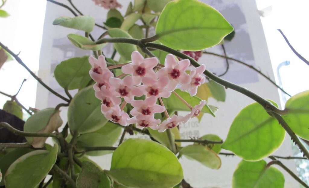 Read more about the article ‘구란(球蘭)’, 꽃이름도 신기했습니다.