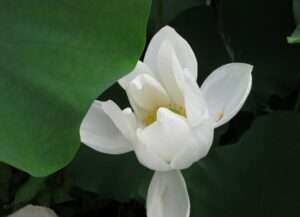 Read more about the article 백련첩(白蓮帖),향기 번집니다.