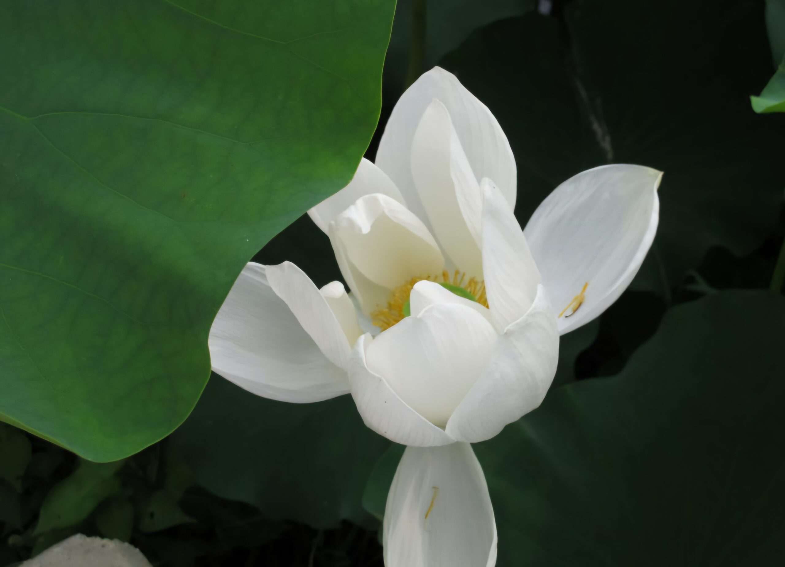 Read more about the article 백련첩(白蓮帖),향기 번집니다.