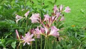 Read more about the article 장마 끝, 상사화 계절입니다.