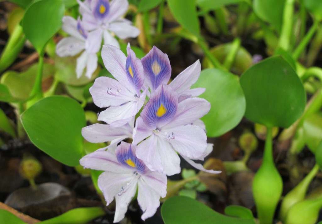 Read more about the article 물옥잠화, 그 꽃잎을 가만히 살펴보십시오