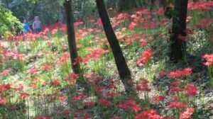 Read more about the article 선운사 꽃무릇이 절정입니다.