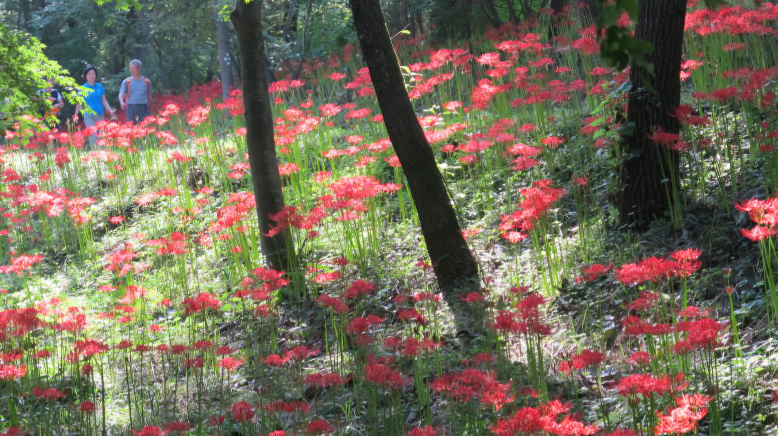 Read more about the article 선운사 꽃무릇이 절정입니다.