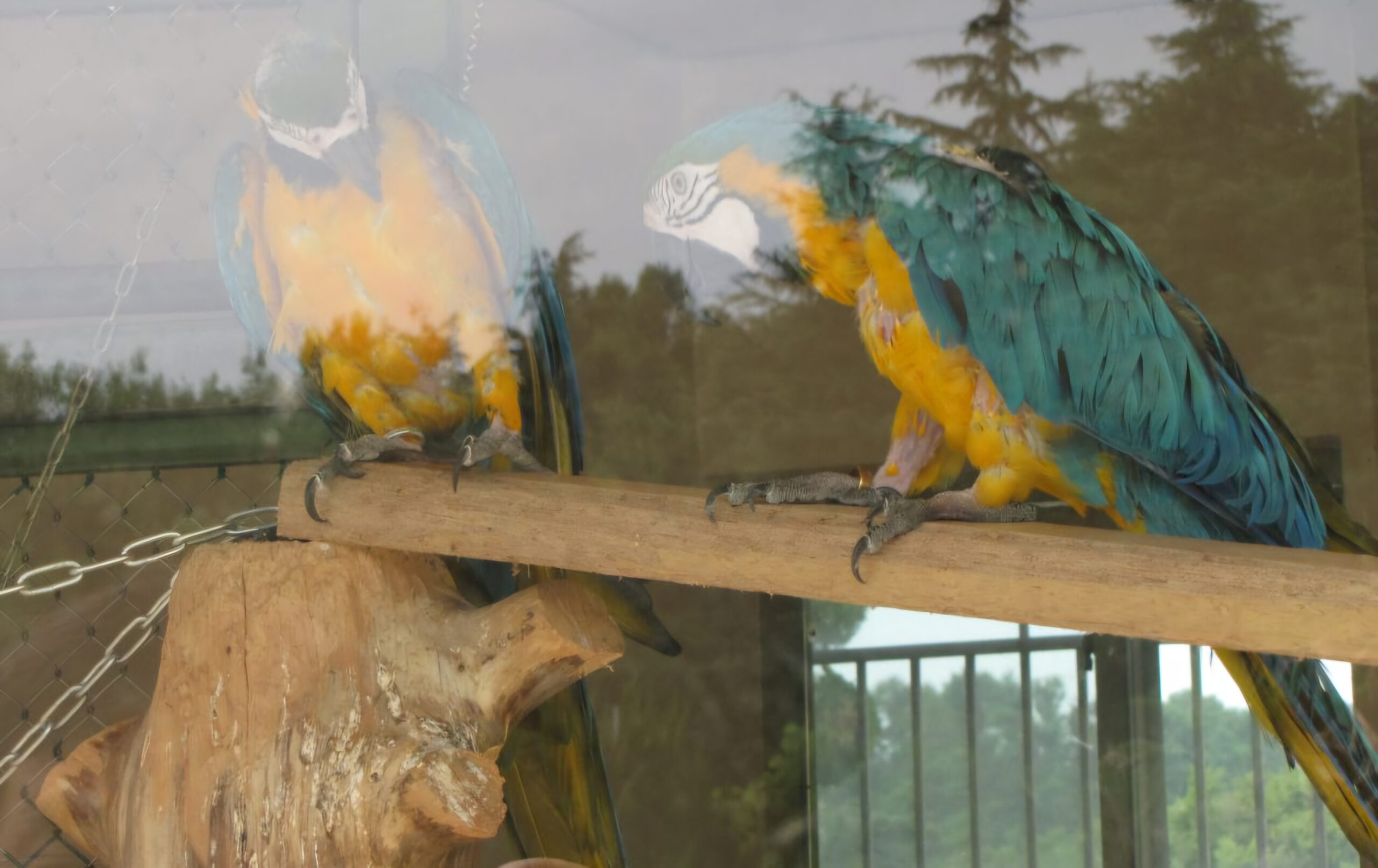 Read more about the article 앵무새 깃털이 아름답습니다.