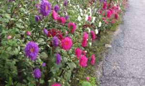 Read more about the article 꽃길은 어떻게 만들어질까요.