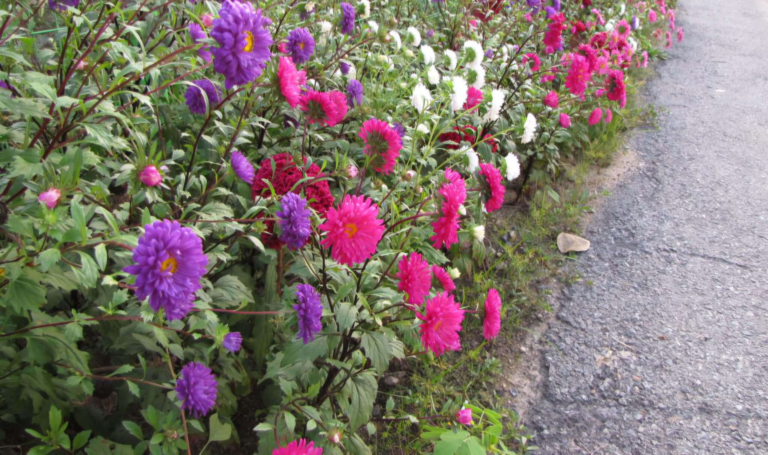 Read more about the article 꽃길은 어떻게 만들어질까요.