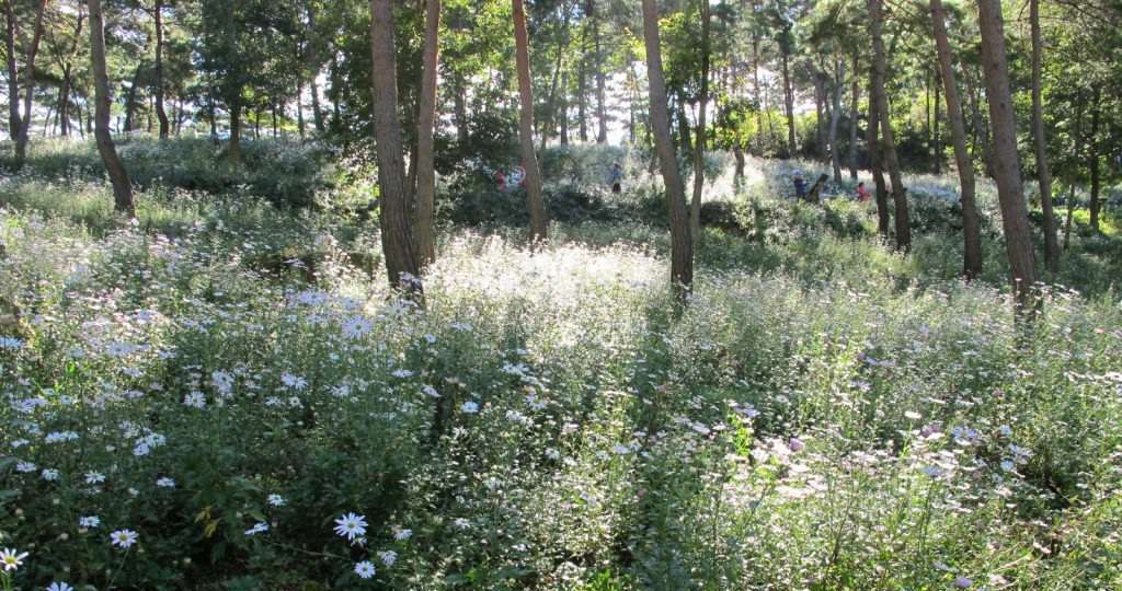 Read more about the article 구절초, 산비탈을 메웠습니다.