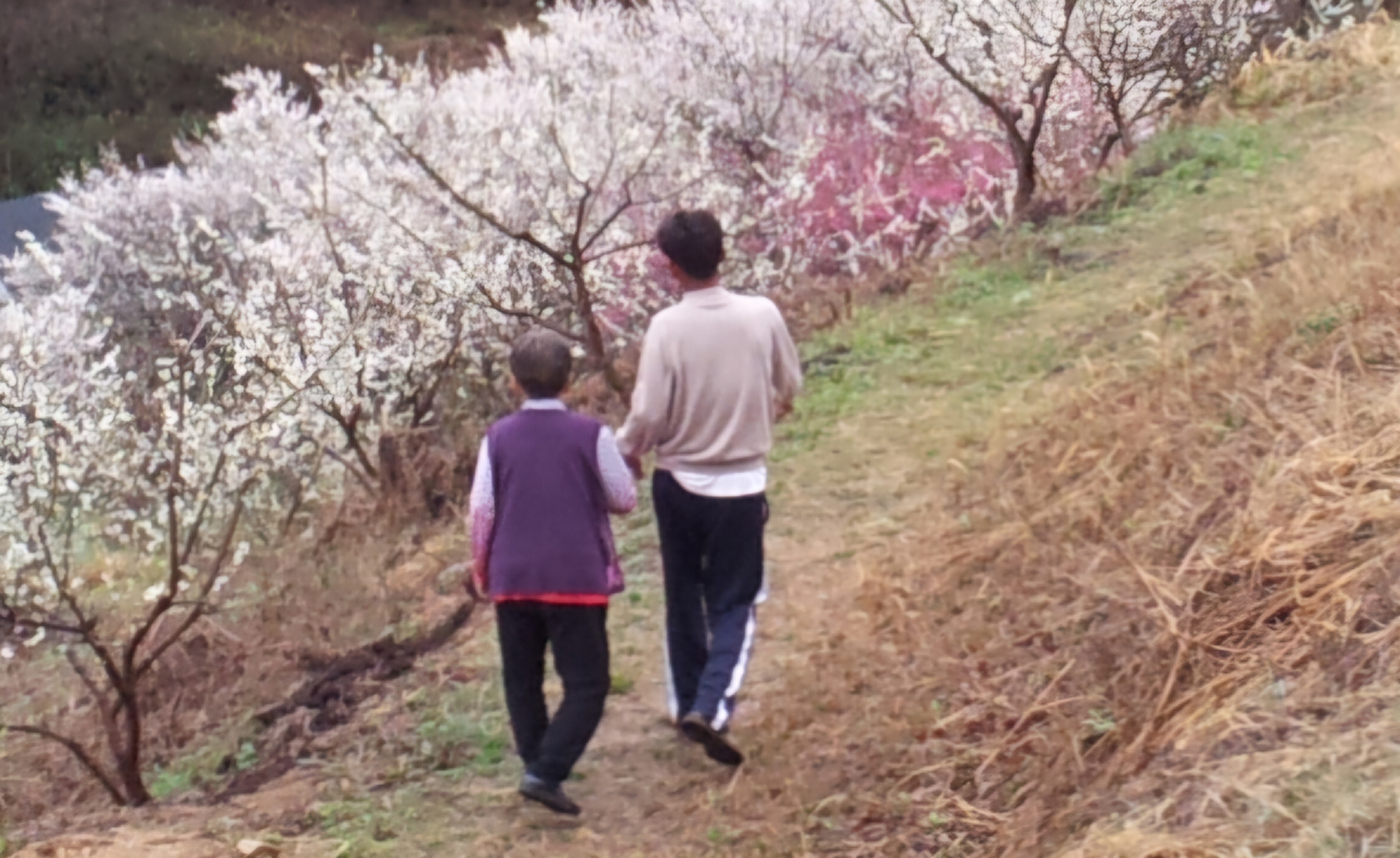 Read more about the article 남매분이 꽃길을 걷습니다