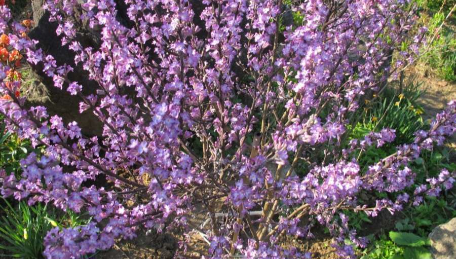 Read more about the article 꽃이 붉은 팥 색깔을 닮아  ‘팥꽃’이랍니다