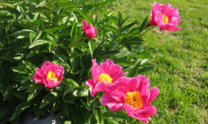 Read more about the article 모란 지고, 작약이 피었습니다.