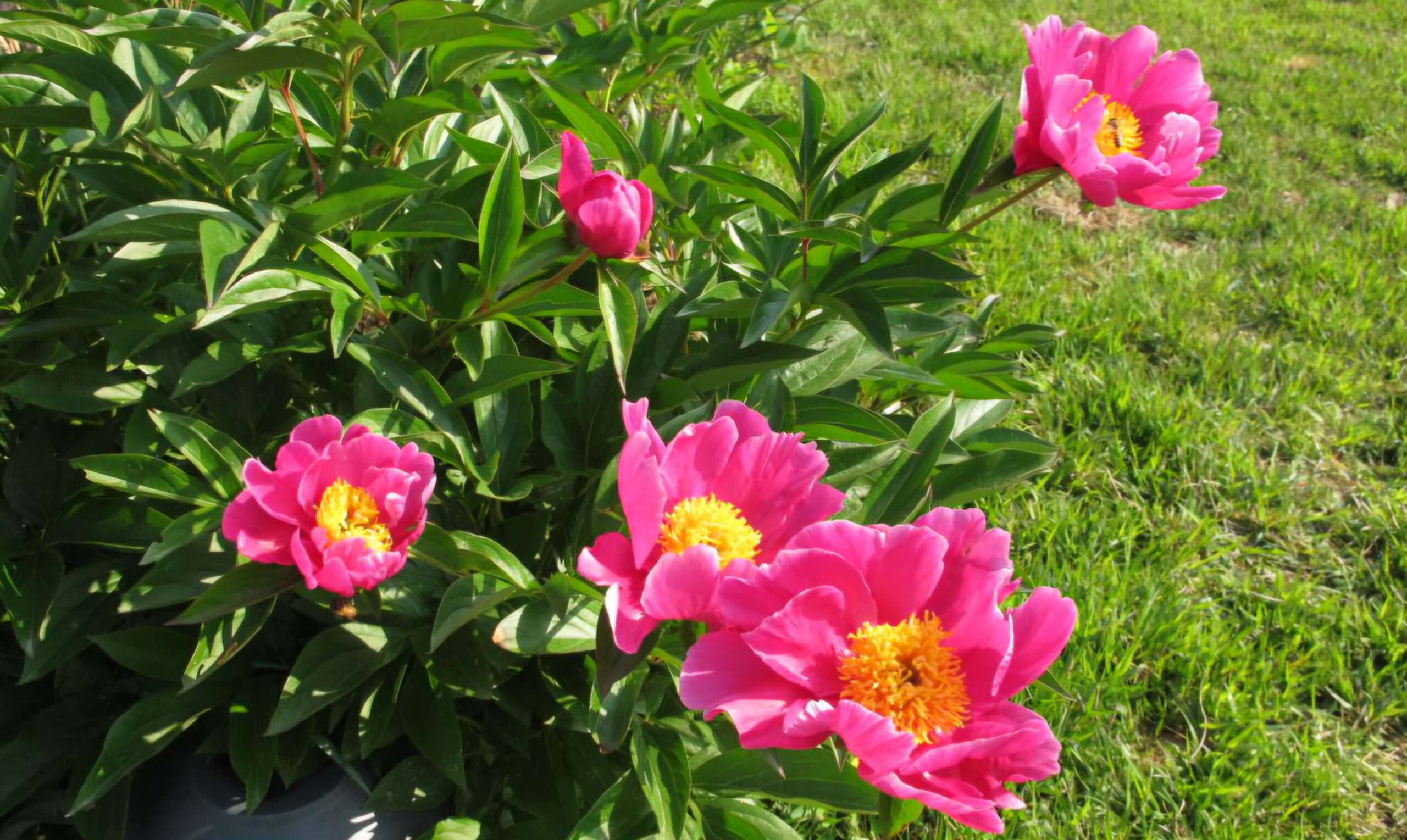 Read more about the article 모란 지고, 작약이 피었습니다.