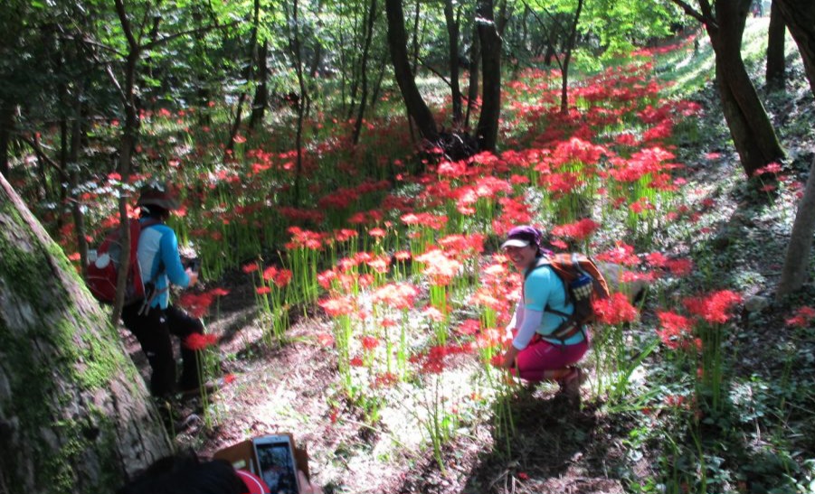 Read more about the article 선운사 꽃무릇이 한창입니다.