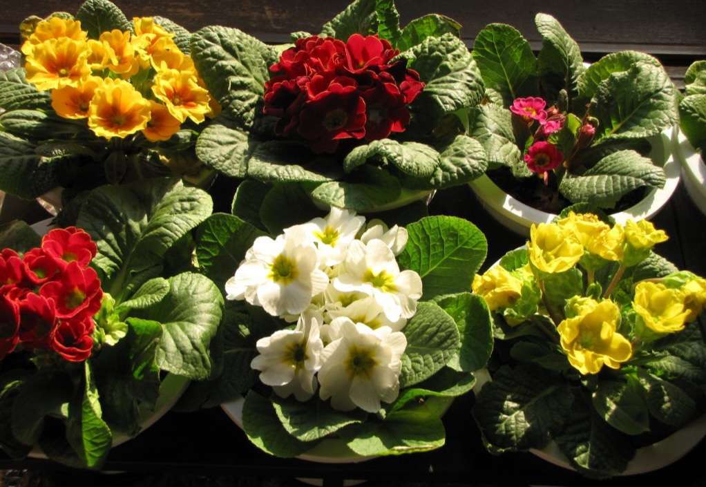 Read more about the article ‘아프리칸 바이올렛’이 먼저 봄을 알립니다.