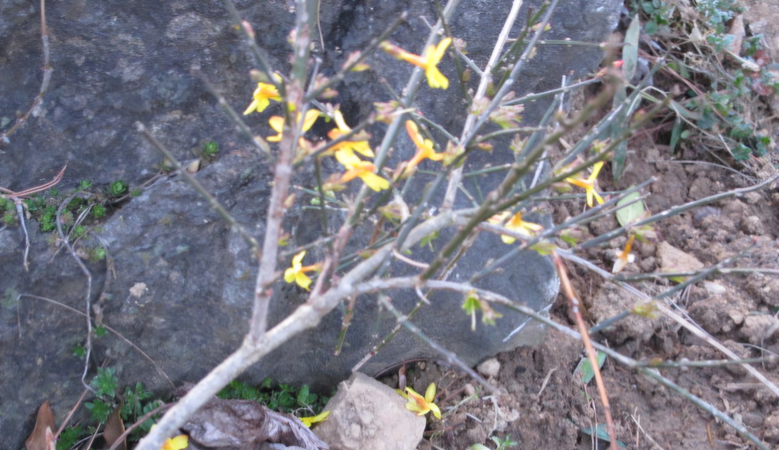 Read more about the article 꽃들이 차례대로 피고 있습니다.