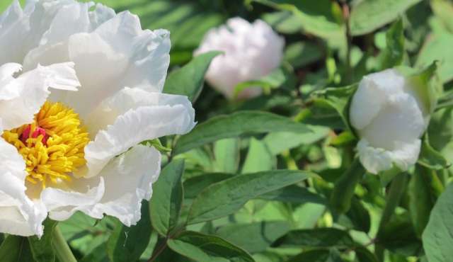 Read more about the article 꽃들의 잔치, 가볼만 합니다.