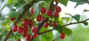 Read more about the article 익은 열매는 예쁘게 보입니다.