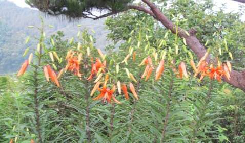 Read more about the article 참나리, 인연 깊은 꽃입니다.