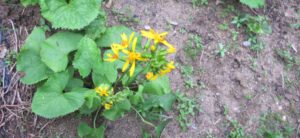 Read more about the article 곰취꽃은 처음 봅니다.