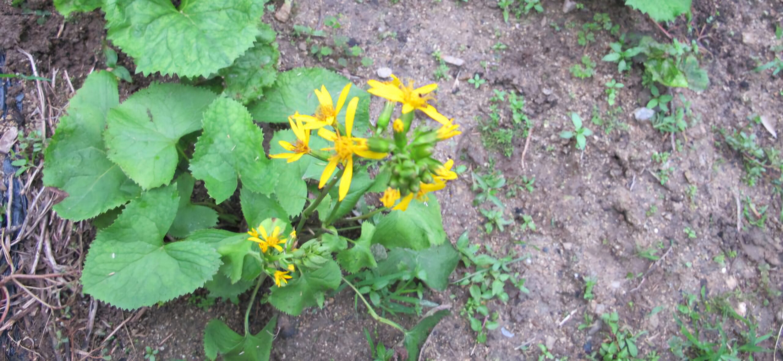 Read more about the article 곰취꽃은 처음 봅니다.