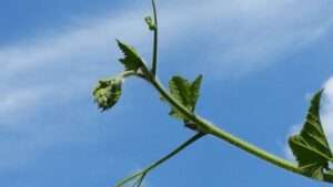 Read more about the article 초룡이 새끼를 업고 먼 길을 나섰습니다.