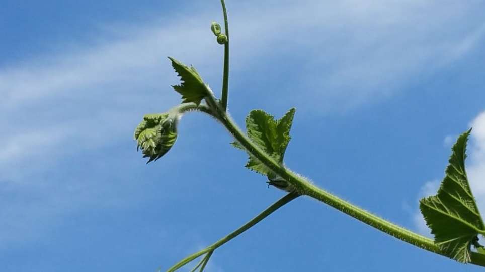 Read more about the article 초룡이 새끼를 업고 먼 길을 나섰습니다.