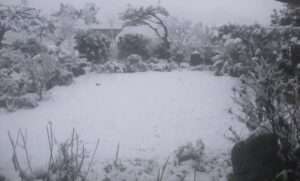 Read more about the article 간 밤, 첫 눈이 내렸습니다.