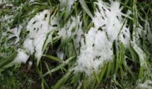 Read more about the article 대설주의보에도 산동백, 붉습니다.