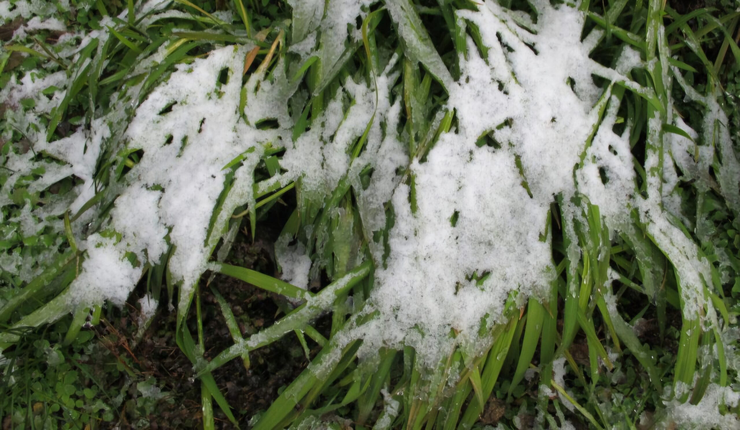 Read more about the article 대설주의보에도 산동백, 붉습니다.