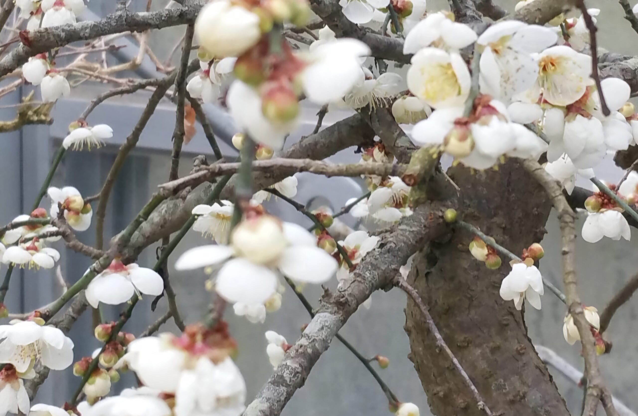 Read more about the article 어디까지 왔는지, 마중갔습니다