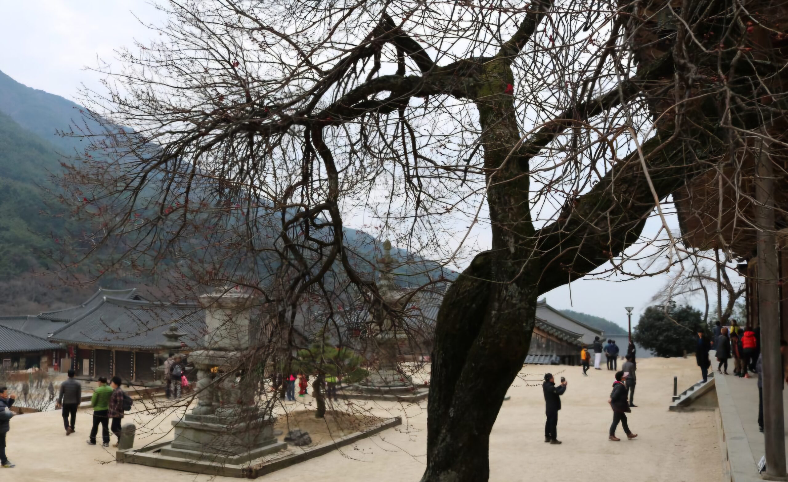 Read more about the article 화엄매는 언제 핍니까?