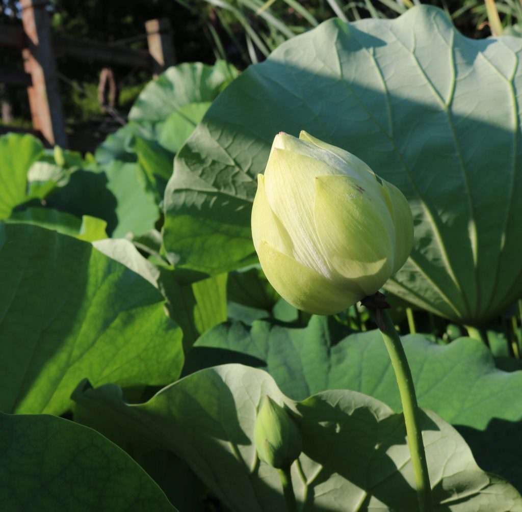 Read more about the article 백련첩(白蓮帖)을 꾸몄습니다.