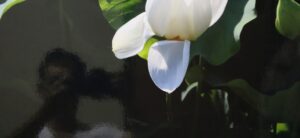 Read more about the article 저 자화상, 어떻게 찍었습니까?