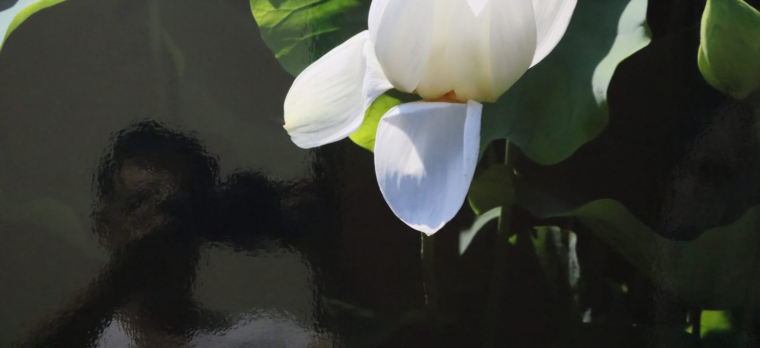 Read more about the article 저 자화상, 어떻게 찍었습니까?